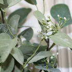 Wholesale hot selling artificial flowers outdoor decorative eucalyptus wreaths