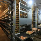 H-Type layer cage Chicken cage with automatic egg collecting system Automatic Poultry farm machines breeding cage