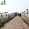 /product-detail/2019-cheapest-hot-sale-agricultural-commercial-industrial-plastic-film-multispan-greenhouse-62398769022.html