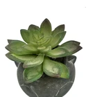 Succulent Plants Pots Plant Mini Artificial Bonsai Succulent Plants With Cat Cement Pots Artificial House Plant