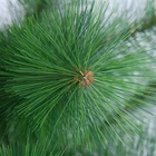 Household Indoor X-mas Decoration Supplies Mini Festival Artificial Trees Christmas Tree