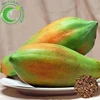 /product-detail/high-germination-rate-papaya-seeds-pawpaw-seeds-papaya-tree-seeds-60737514250.html