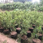 Plant Pots Fabric Plant Pot Grow Bag 25 Gallon Nonwoven Fabric Plant Pots ECO Felt Grow Bags Handle