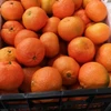 /product-detail/fresh-greek-mandarins-clementines-fresh-citrus-fruits-from-greece-62420638398.html