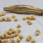 Soya Beans Wholesale Price For Organic Non Gmo Soya Beans