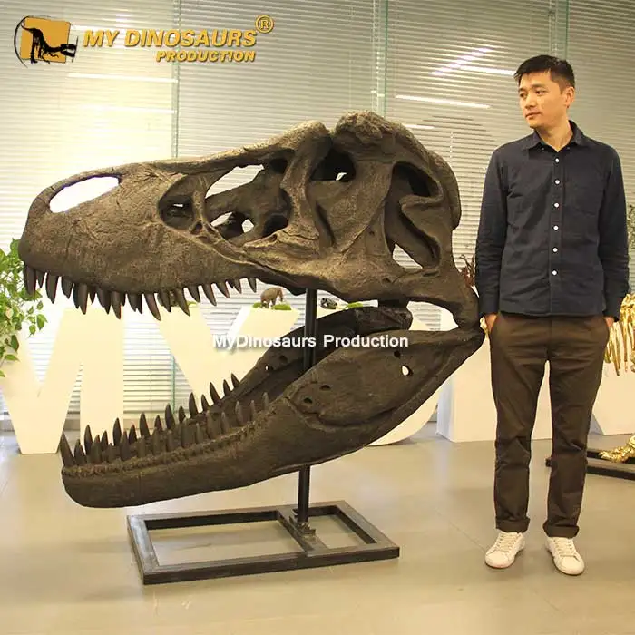 1.6m Trex Skull.jpg