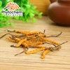 /product-detail/price-list-chinese-herb-fungus-supplement-cordyceps-sinensis-extract-62378489254.html