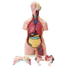 Human Anatomical Torso Model Dual Sex Anatomical Human Torso Model