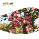 AGOLYN Chinese Fresh Red Juicy Fuji Apple