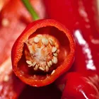 Guochen GC1001 Beijing Red Fresh Scotch Bonnet Peppers Frozen Red Chilli