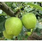 Pear Pears Organic Delicious Pear 3 Pears Gala Pear Organic Fruit
