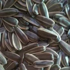 Factory Supply 2019 New Harvest 361 Sunflower Seeds with Market Price