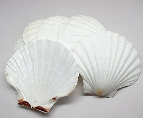 Scallop Shell440.jpg