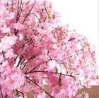 Table Decoration Small Tree Plastic Wedding Table Centerpiece Tree Silk Cherry Blossom Wedding Decoration