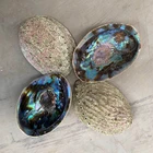 Wholesale Abalone Shell Shellshell Hot Popular Factory Wholesale Price Abalone Shell