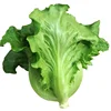 /product-detail/hot-sale-vegetable-seeds-romaine-lettuce-iceberg-lettuce-seeds-for-planting-62381836921.html
