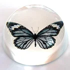 Paperweight MH-ZZ015 Butterfly Photo Crystal for Home Gifts
