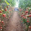 /product-detail/low-cost-huge-greenhouse-farming-equipment-tropical-greenhouse-for-tomato-planting-62379153883.html