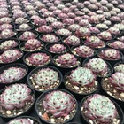 Cactus Cactus Plants Natural Greenovia Succulent Cute Plant