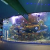 /product-detail/custom-high-quality-large-acrylic-wall-aquarium-62369429321.html