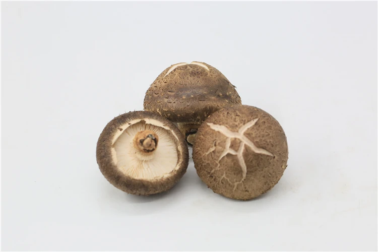 dried wholesale low price champignon mushroom