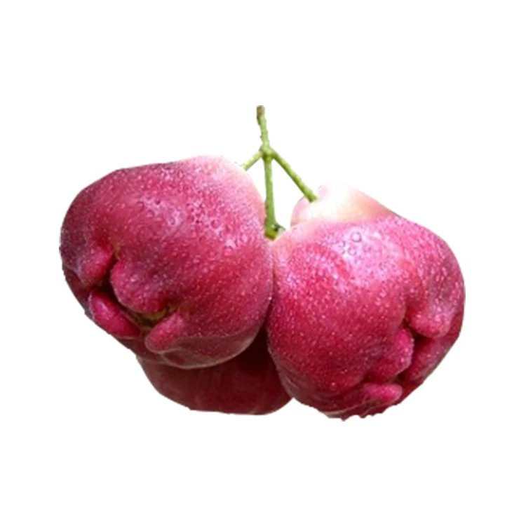 high quality long duration time water apple bell fruit red