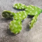 Cactus 2020 Real Looking Artificial Fake Desert Cactus Plant DIY Material For Home Decoration Flower Arrangement