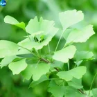 90045-36-6/Pure Natural Ginkgo Biloba Extract/ginkgo biloba extract