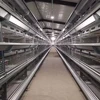 Automatic Broiler Cage Feeding Equipment for Chicken house raising machinery