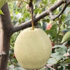 Pear Pears Wholesale Cheap Price Fresh Pear Fresh Pears Fruit