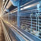 Modern farm automatic Layer Chicken cage Automatic Egg Collecting system Poultry farm New Design Breeding Cage