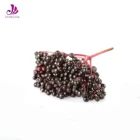 Powder Enhance Immunity Juice Powder 4:1 50:1 Elderberry Extract Powder