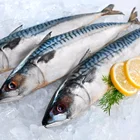Haccp Canned Chinese Canned Mackerel Tin Fish In Tomato Sauce And Brine In Vegetable Oil 155g 400g 425g