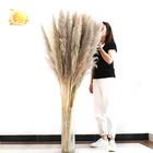 Beautiful decoration Natural Dried flowers Pampas Grass as gift