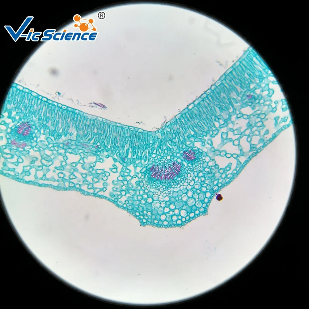 生物学科学显微镜植物准备幻灯片 ligustrum 叶 (t.s) 观察维管束