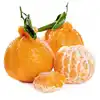Export Oranges Of Fresh Orange Prices /Citrus orange