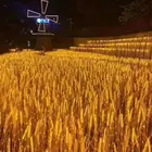 Light Holiday LED Wheat Light In PVC Ground Inserted Lamp Holiday Light Outdoor Landscape Of Hotel Villa Farm