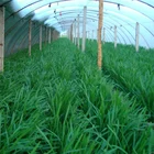 Seed Factory Wholesale Traditional Chinese Medicine Leek Seed