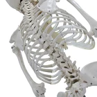 Life Anatomical Skeleton Life Size Anatomical Pvc Human Skeleton Model Medical With Metal Stand