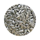Seeds Naturally Organic Safe Reliable Black Oil Seeds With Few White Stripes