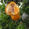 /product-detail/fresh-orange-fruit-green-as-export-oranges-2019-hybrid-orange-62283919609.html