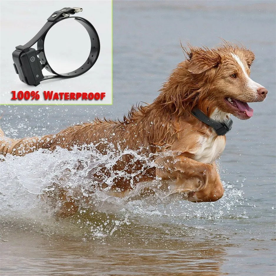 PET619---33.jpg