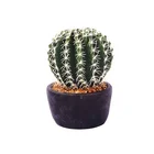 China Suppliers HC-DS3739W-4 simulating natural artificial cactus for modern home decor