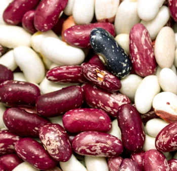 Wholesale High Quality Light Speckled Kidney Beans Different Types Of Pulses Buy Round Light Speckled Kidney Beans Pulses Light Speckled Kidney Bean Pulses All Types Of Beans Different Types Of Pulses Product On