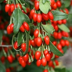Dried Dried Fruit Dried Wild Goji Berry Dried Fruit Dried Goqi Berries