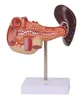 High quality Medical Supplies Human Teaching Pancreas Anatomical Model For Medical School