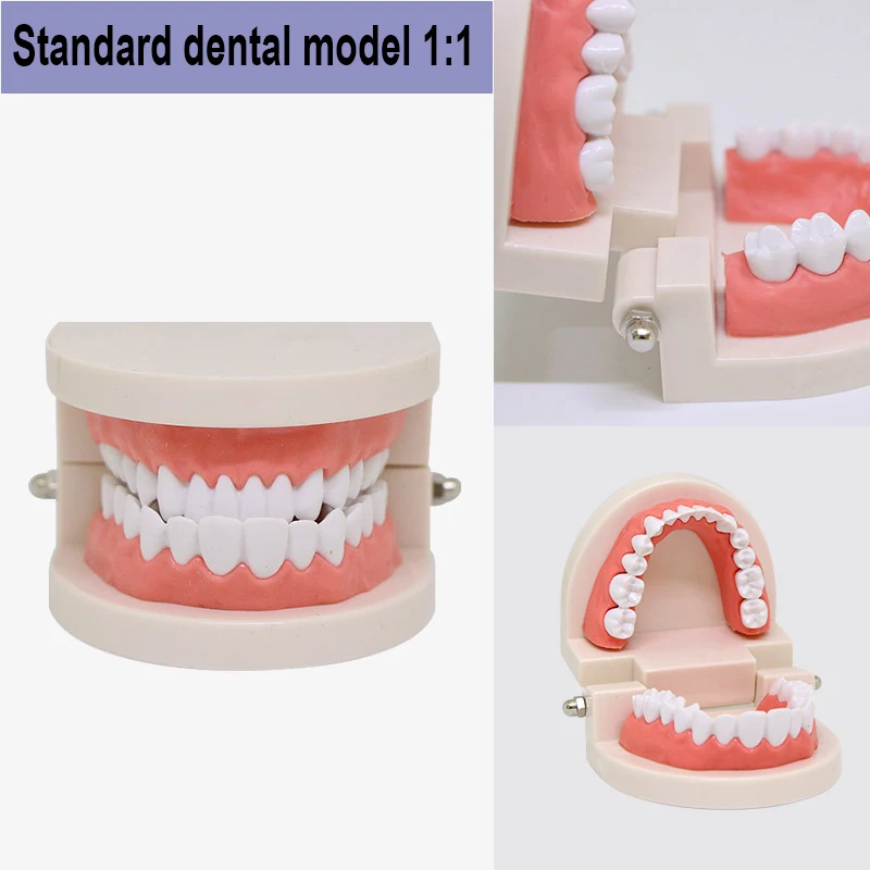 Dental Teaching Model (6).jpg