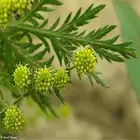 ISO Factory Supply Artemisia Annua Plant Extract Pure Natural 99% Artemisinin