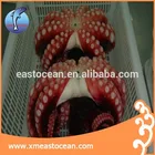 Delicious japanese live octopus for sale