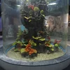 /product-detail/pg-decorative-acrylic-aquarium-viewing-wall-with-clear-acrylic-sheet-60734032163.html